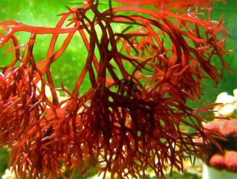 Aquamin F từ tảo biển đỏ Iceland