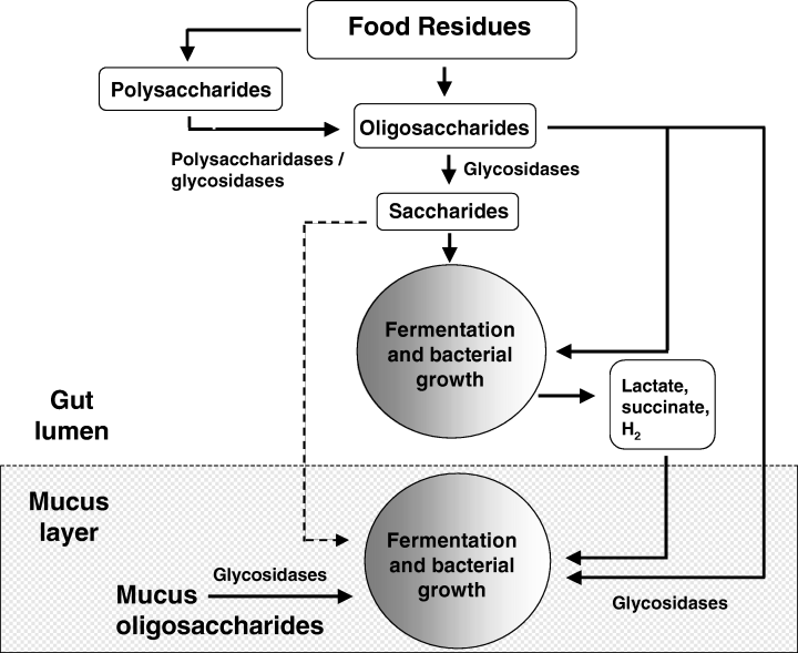Cơ chế lên men FOS tạo ra các chất dinh dưỡng cho vi khuẩn có ích cho niêm mạc trong ruột già.