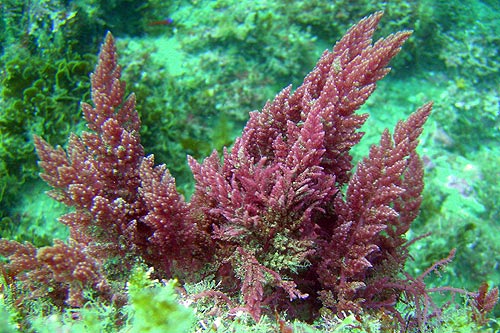 Tảo biển đỏ Aquamin F