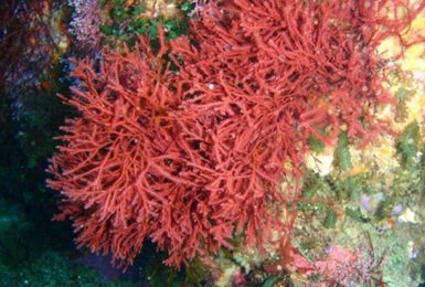 Tảo biển đỏ - nguồn cung cấp Canxi tự nhiên vô giá